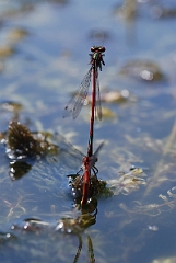 David Plant Photography - Wildlife Photographer - Large red damselfly mating pair - B